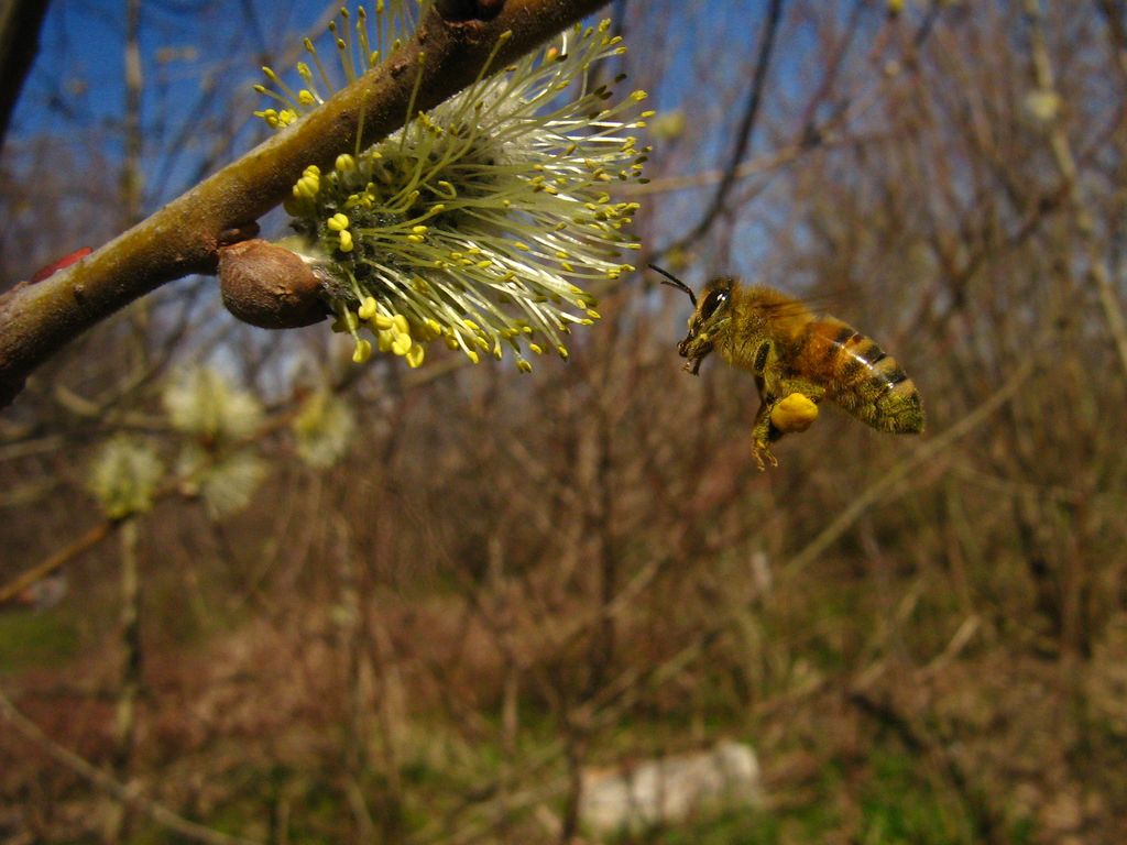 Ape mellifera ... aria di primavera